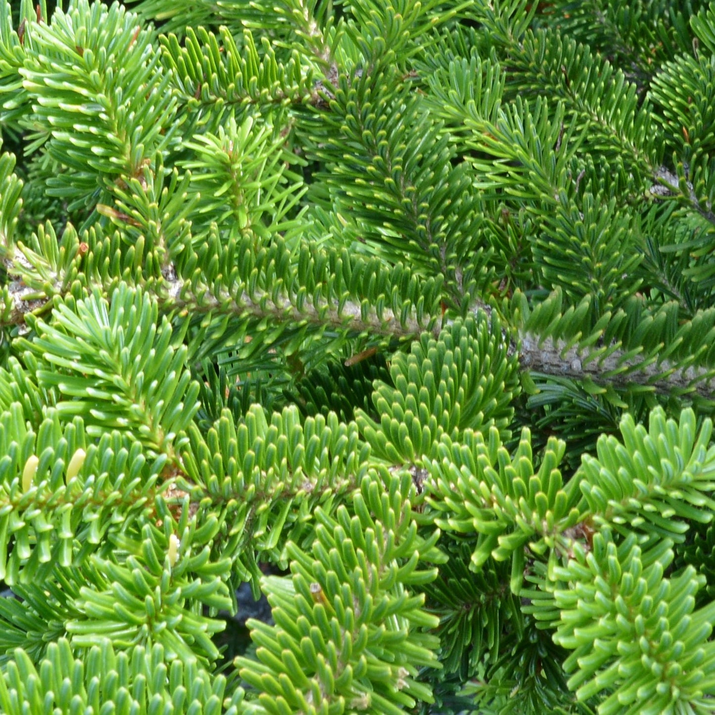 Balsam Fir Essential Oil