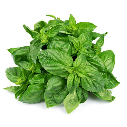 Basil Sweet ct. Chavicol Essential Oil