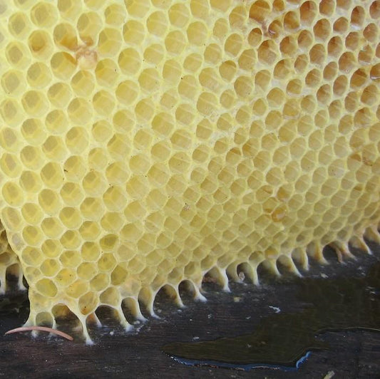 Bees Wax