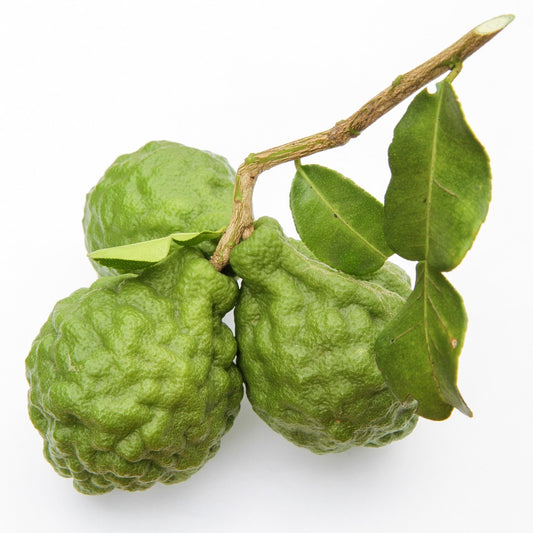 Bergamot Essential Oil - Certified Organic