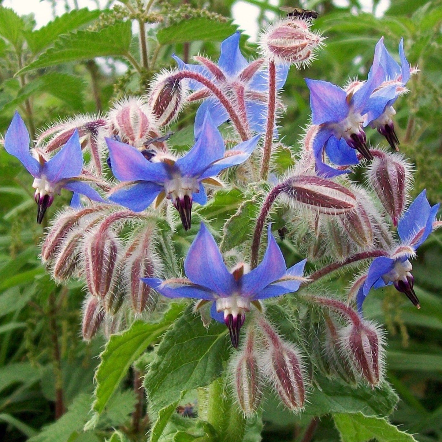 Borage Seed Oil - Certified Organic