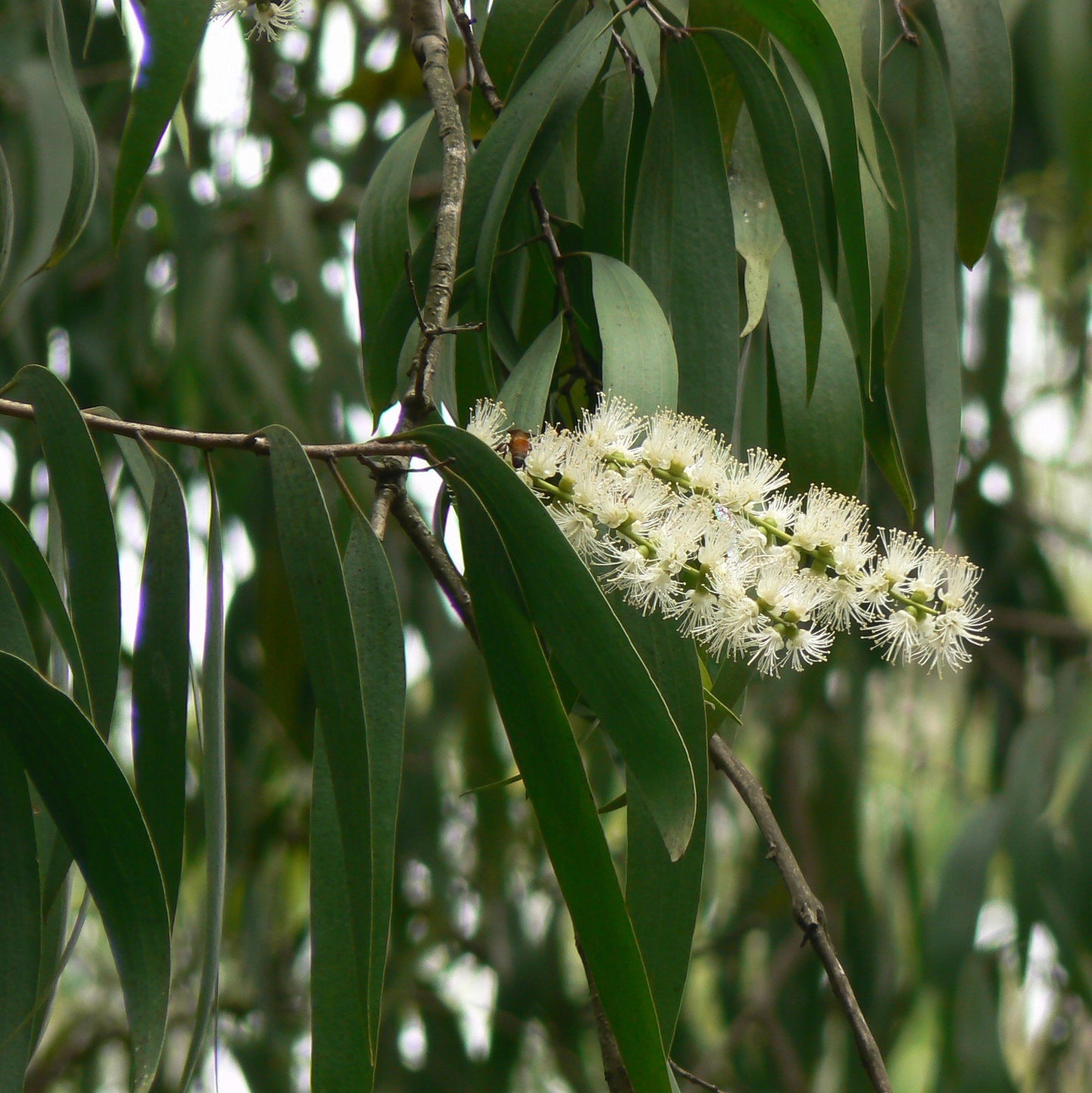 Cajeput Essential Oil