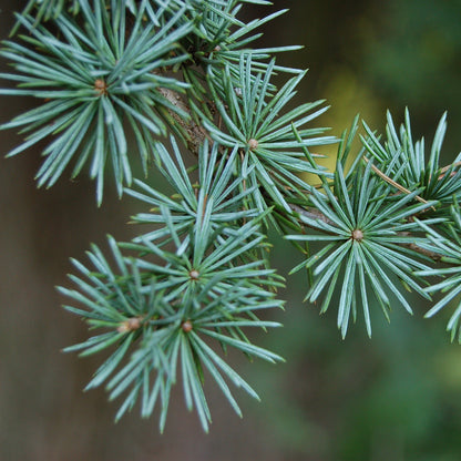 Cedarwood Atlas Essential Oil - Certified Organic