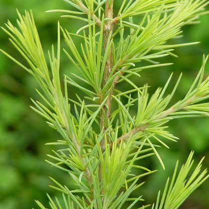 Cedarwood Himalayan Essential Oil