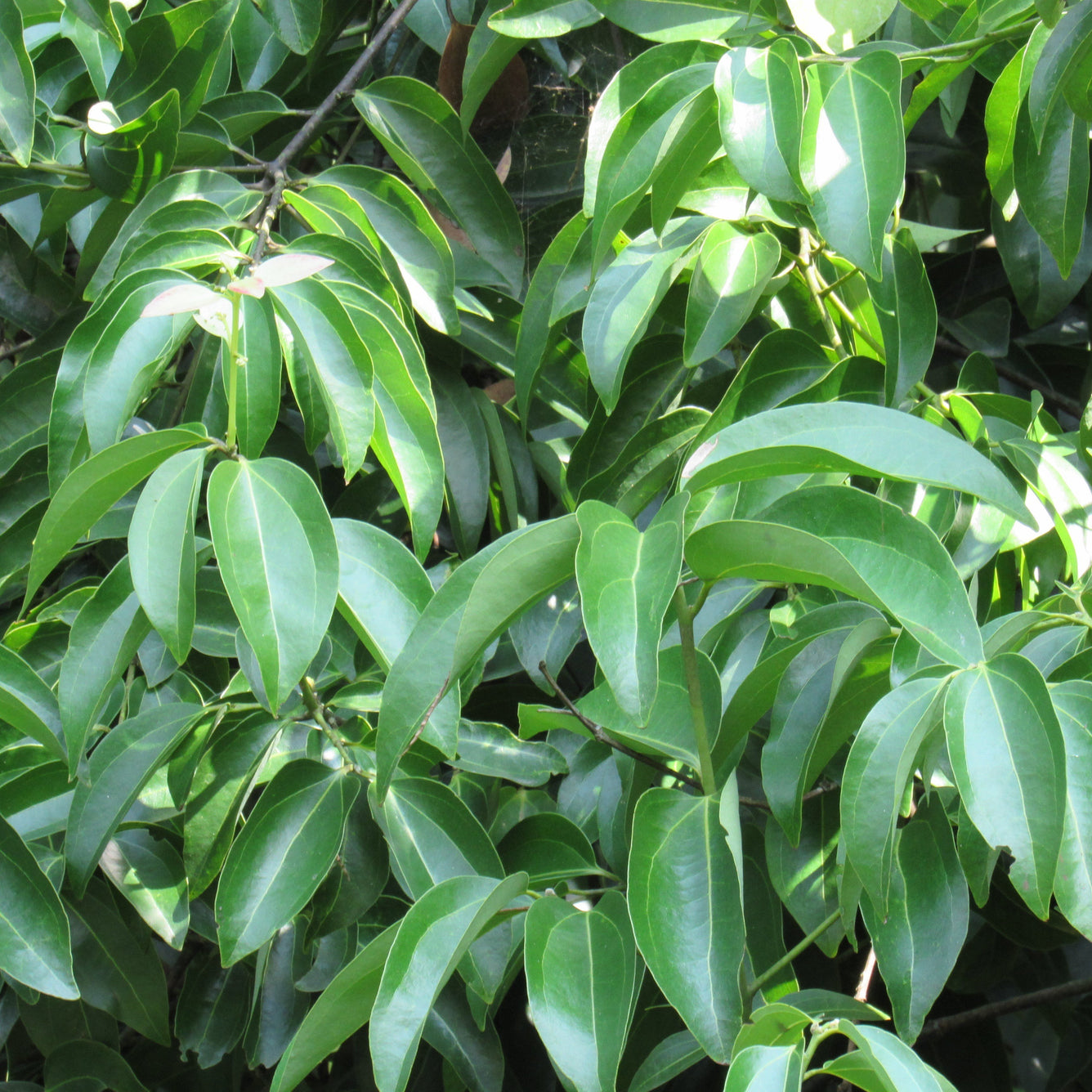 Cinnamon Leaf Essential Oil - Certified Organic