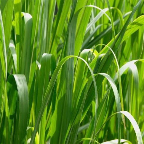 Citronella Essential Oil