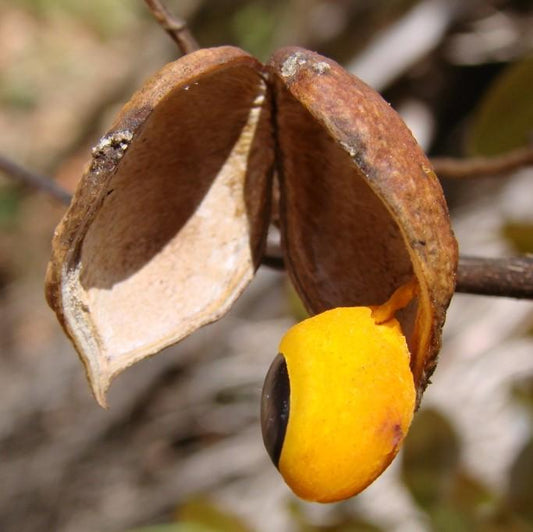 Copaiba Essential Oil