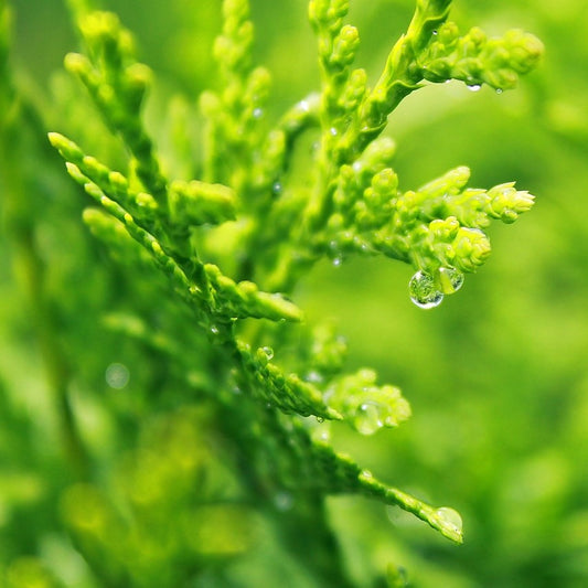 Cypress Essential Oil