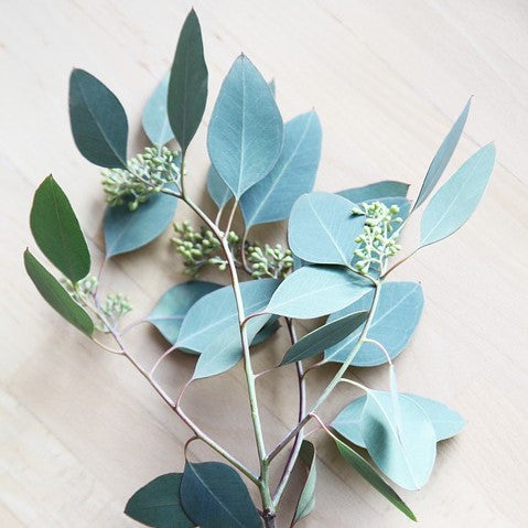 Eucalyptus Globulus (Blue Gum) Essential Oil