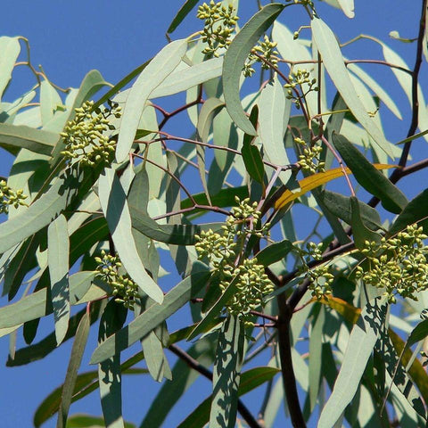 Eucalyptus Globulus (Blue Gum) Essential Oil - Certified Organic