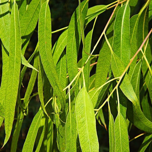Eucalyptus Radiata Essential Oil