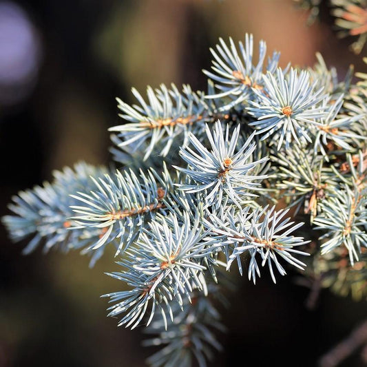 Fir Needle Silver Essential Oil