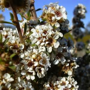 Fragonia Essential Oil