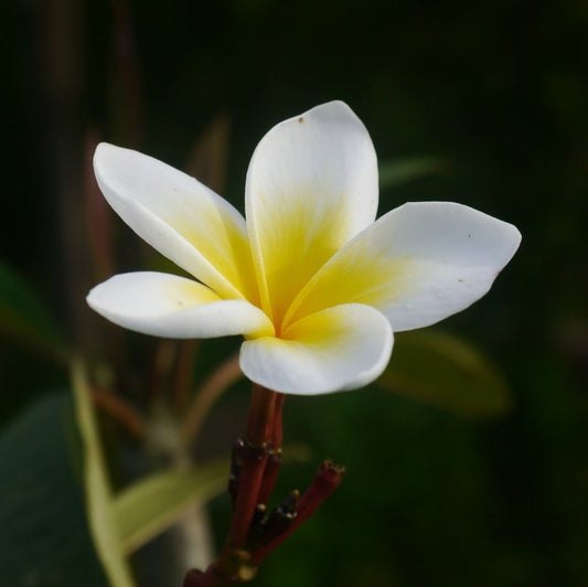 Frangipani Absolute