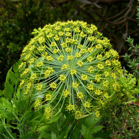 Galbanum Essential Oil