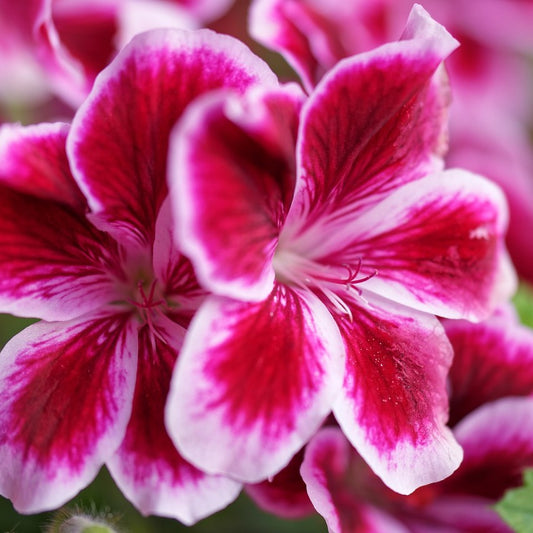 Geranium Rose Essential Oil