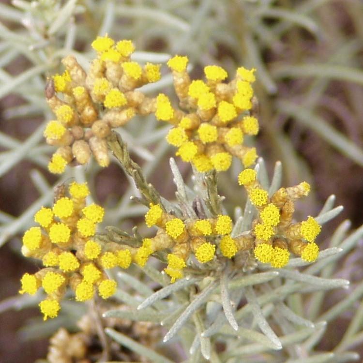 Helichrysum Essential Oil