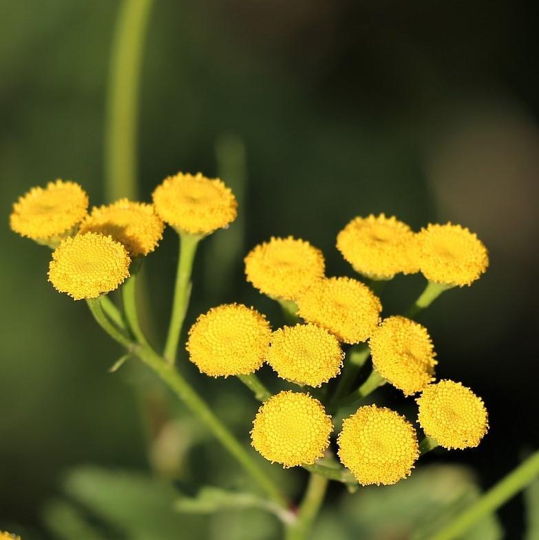 Helichrysum Gymnocephalum Essential Oil