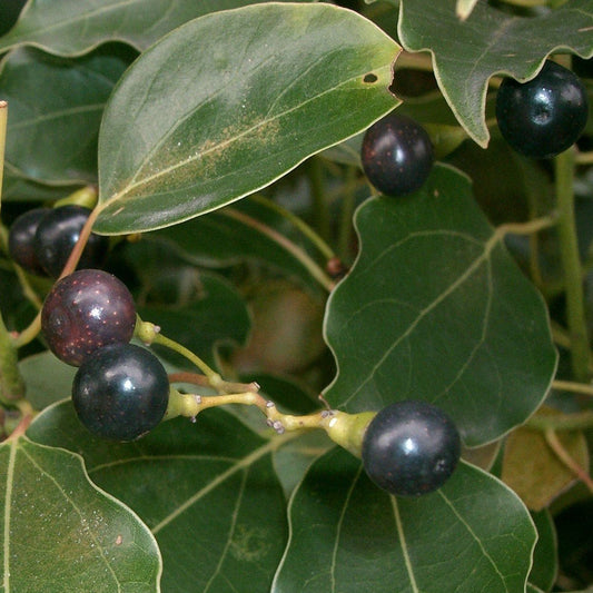 Ho Wood Essential Oil