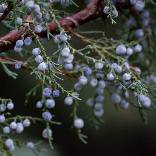 Juniper Berry Essential Oil
