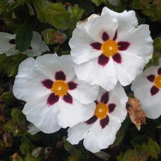 Cistus/Labdanum Essential Oil