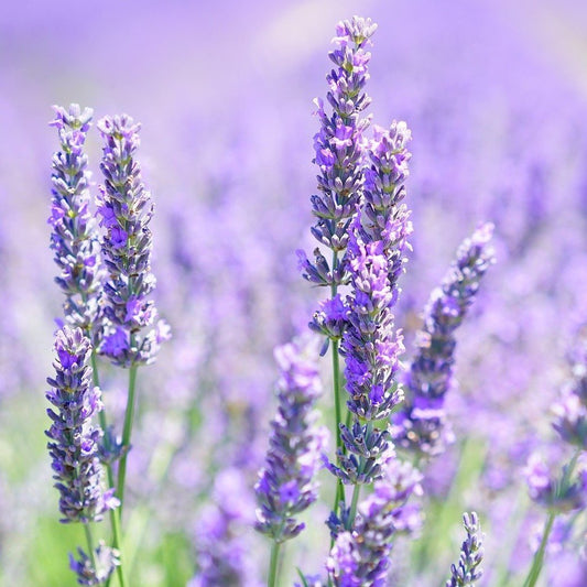 Lavender Essential Oil - Certified Organic