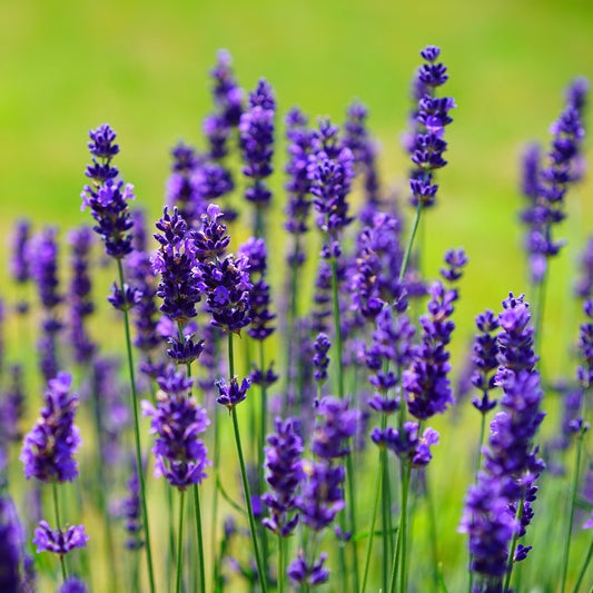 Lavender Spike Essential Oil