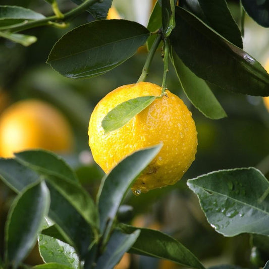 Lemon Essential Oil - Certified Organic