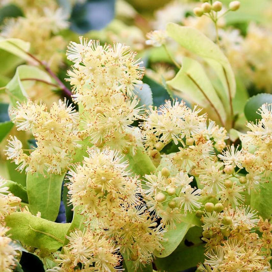 Lemon Myrtle Essential Oil