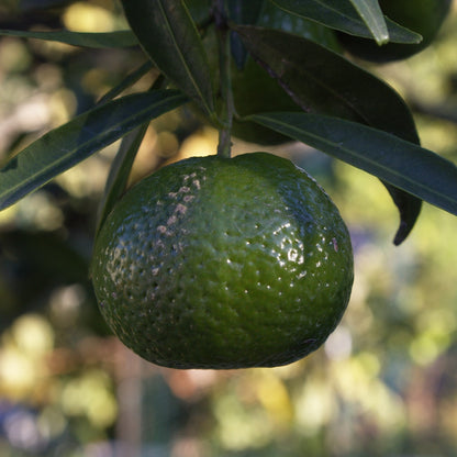 Mandarin Green Essential Oil