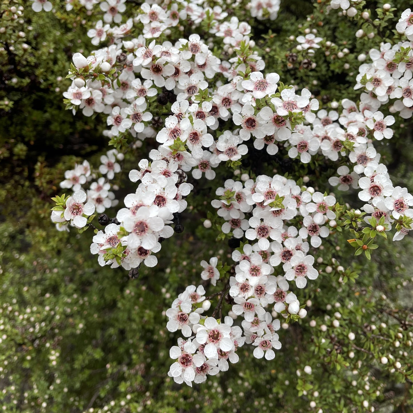 Manuka Essential Oil - Certified Organic