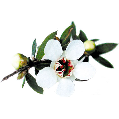 Manuka Essential Oil - 25+ Beta Triketones