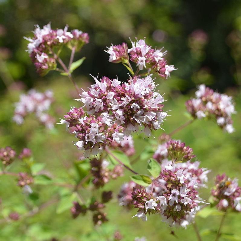 Marjoram Sweet Essential Oil - Certified Organic