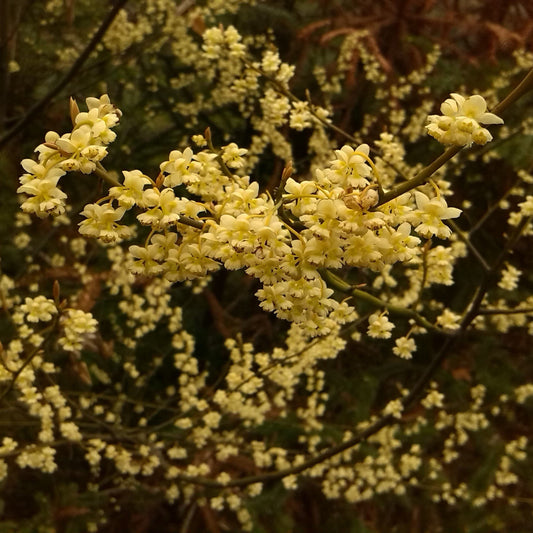 May Chang Essential Oil