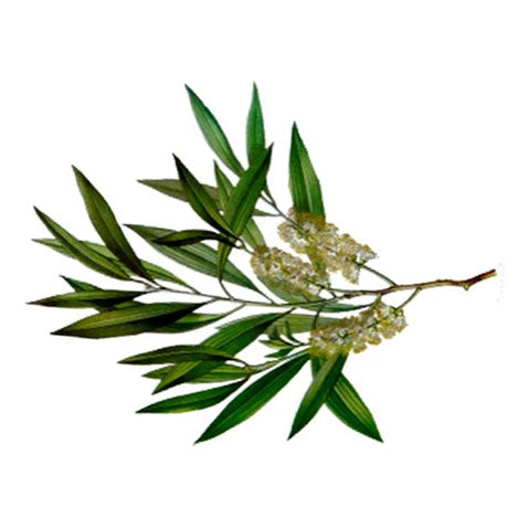 Niaouli Essential Oil
