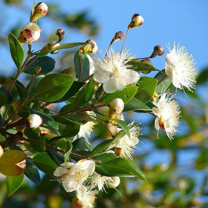 Myrtle Red Essential Oil