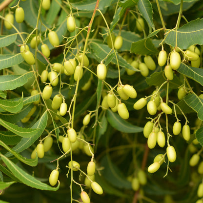 Neem Seed Oil