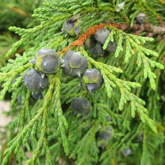 Nootka Tree Wood Essential Oil