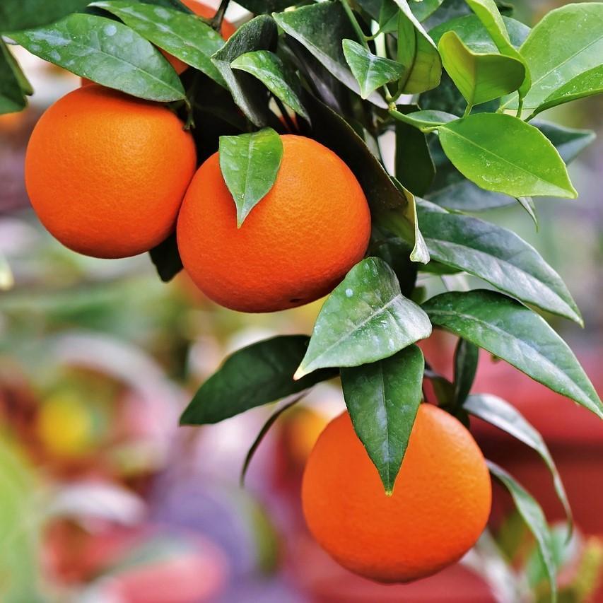 Orange Sweet Essential Oil - Certified Organic