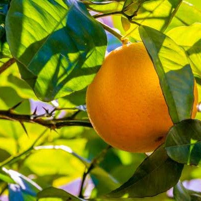 Orange 5X (Five Fold) Sweet Essential Oil