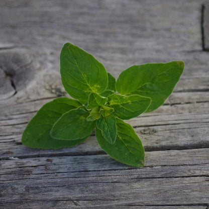 Oregano Essential Oil