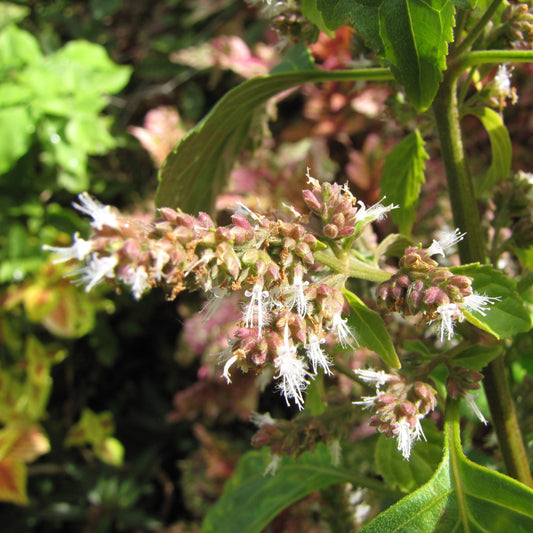 Patchouli Dark Essential Oil