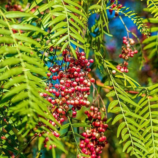 Pepper Tree Pink Essential Oil