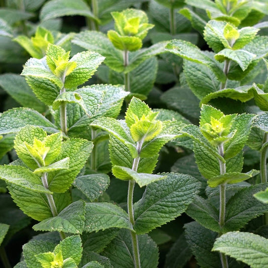 Peppermint Essential Oil