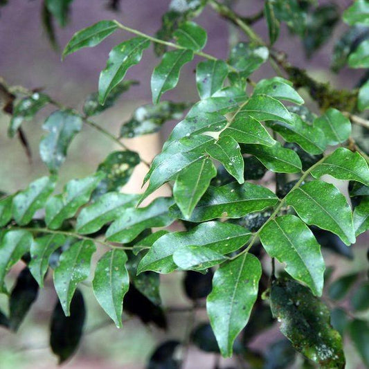 Peru Balsam Essential Oil
