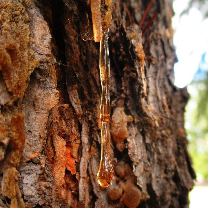 Buy pine resin from Go Native New Zealand.