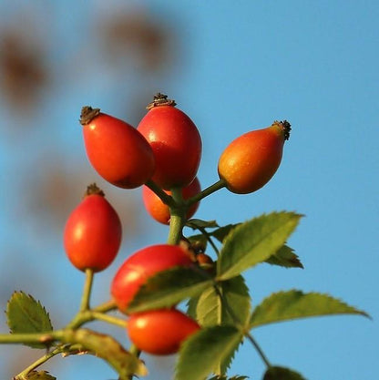 Rosehip Oil CO2