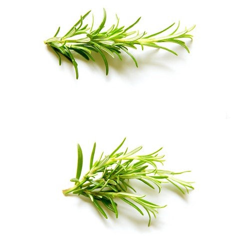 Rosemary ct. Cineole Essential Oil