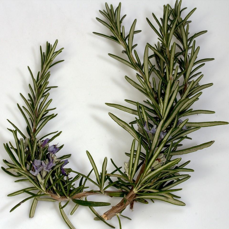 Rosemary ct. Cineole Essential Oil - Certified Organic