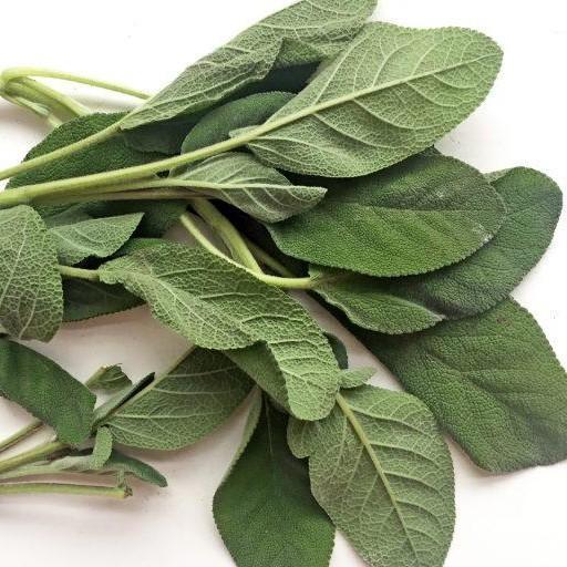 Sage Spanish Essential Oil